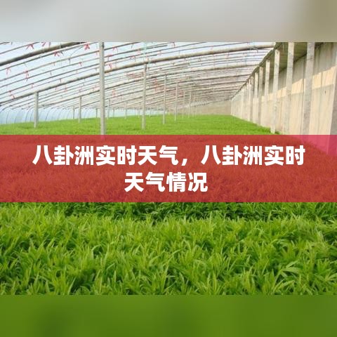 八卦洲实时天气，八卦洲实时天气情况 