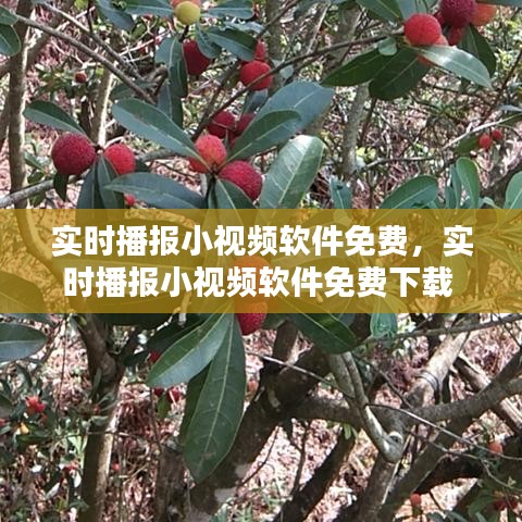 实时播报小视频软件免费，实时播报小视频软件免费下载 