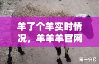 羊了个羊实时情况，羊羊羊官网 