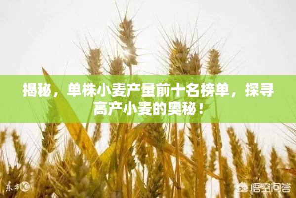 揭秘，单株小麦产量前十名榜单，探寻高产小麦的奥秘！