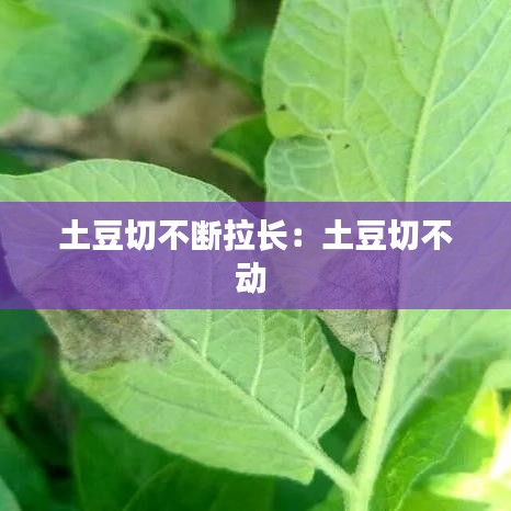 土豆切不断拉长：土豆切不动 