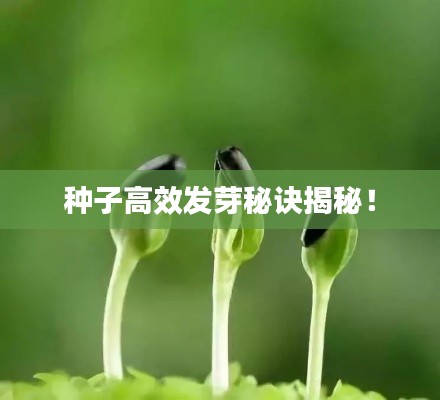 种子高效发芽秘诀揭秘！