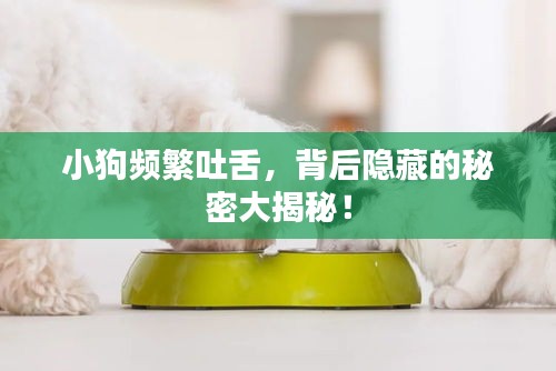 小狗频繁吐舌，背后隐藏的秘密大揭秘！