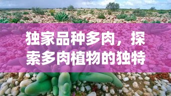 独家品种多肉，探索多肉植物的独特魅力