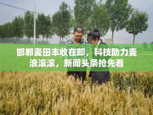 邯郸麦田丰收在即，科技助力麦浪滚滚，新闻头条抢先看