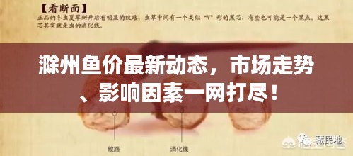 滁州鱼价最新动态，市场走势、影响因素一网打尽！