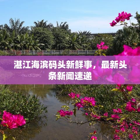 湛江海滨码头新鲜事，最新头条新闻速递