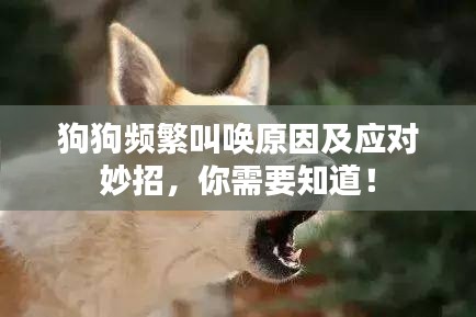 狗狗频繁叫唤原因及应对妙招，你需要知道！