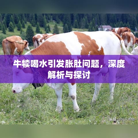牛犊喝水引发胀肚问题，深度解析与探讨