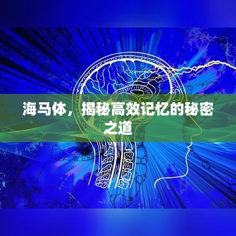 海马体，揭秘高效记忆的秘密之道