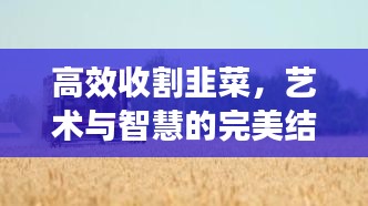 高效收割韭菜，艺术与智慧的完美结合策略