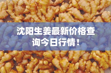 沈阳生姜最新价格查询今日行情！