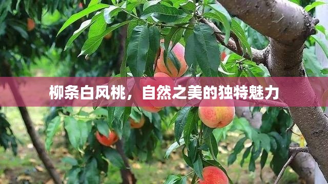 柳条白风桃，自然之美的独特魅力