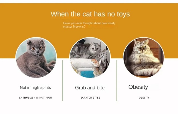 softfocus官方下载与猫咪最新版本号,实地评估说明 8K_v8.796