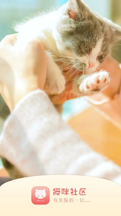 坏猫猫旧版本或猫咪avapp下载官方,前瞻性战略定义探讨_WP_v10.457